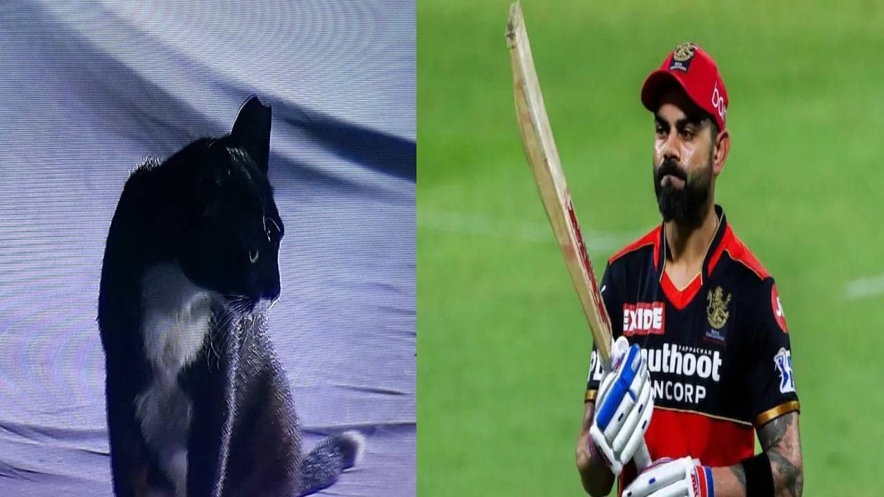 आईपीएल 2022 : मैच में दिखी काली बिल्ली, यूजर ने कहा - यही है कोहली के खराब फॉर्म की वजह
