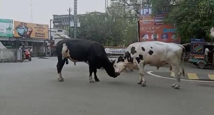 आवारा पशुओं का आखाडा बन गया है  चौक-चौराहा, परेशान हैं धनबाद निवासी
