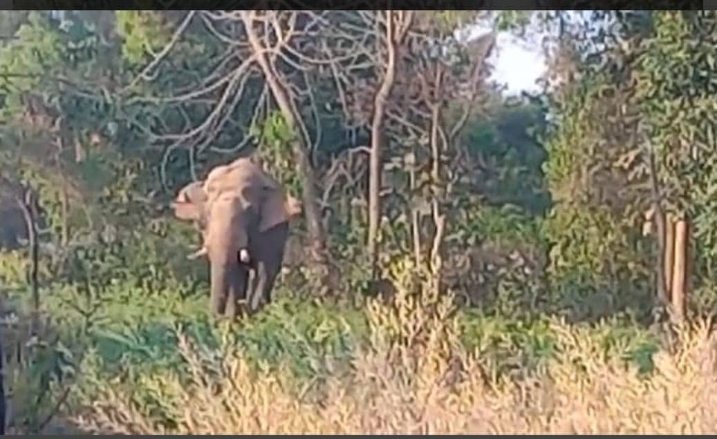 झुंड़ से बिछड़े जंगली हाथी के गांव में पहुंचने से ग्रामीणों में दहशत, रातजगा कर रहे ग्रामीण 