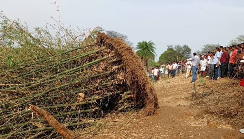 जान बचाने के लिए जिस बांस पेड़ के नीचे छुपे तीन बच्चे,  फिर कैसे आया दर्दनाक मौत , पढ़िए खबर में