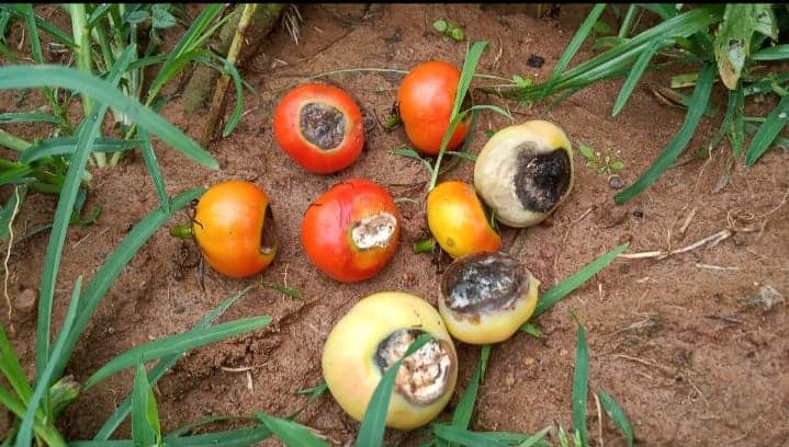 बारिश से फसलों और सब्जियों को पहुंचा भारी नुकसान,बढ सकती है कीमतें