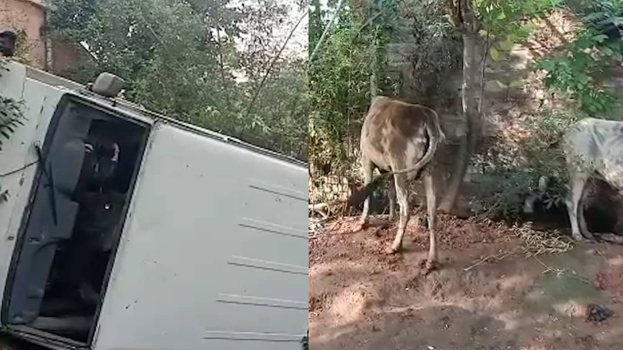 बोलेरो के पलटने से पशु तस्करी का खुलासा, पुलिस जांच में जुटी