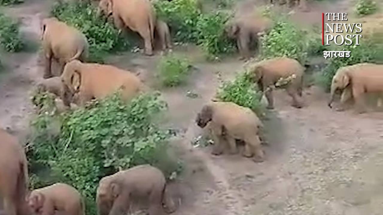 गांव में अचानक हाथियों का झुंड हुआ दाखिल, जानिए फिर क्या हुआ ग्रामीणों के साथ