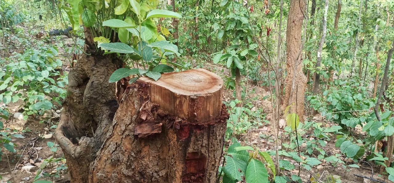 SIMDEGA: लकड़ी माफियाओं का हौसला बुलंद, धड़ल्ले से काटे जा रहे हरे-भरे पेड़