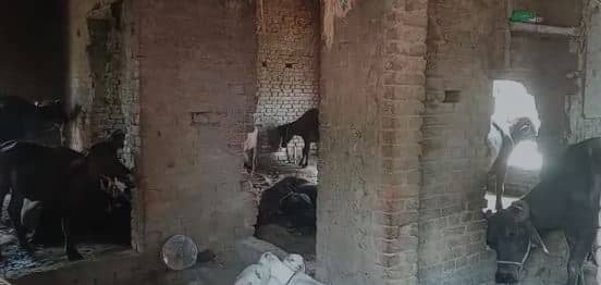 BUXAR:  शिक्षा का मंदिर बना पशुओं का तबेला, सरकार बेखबर