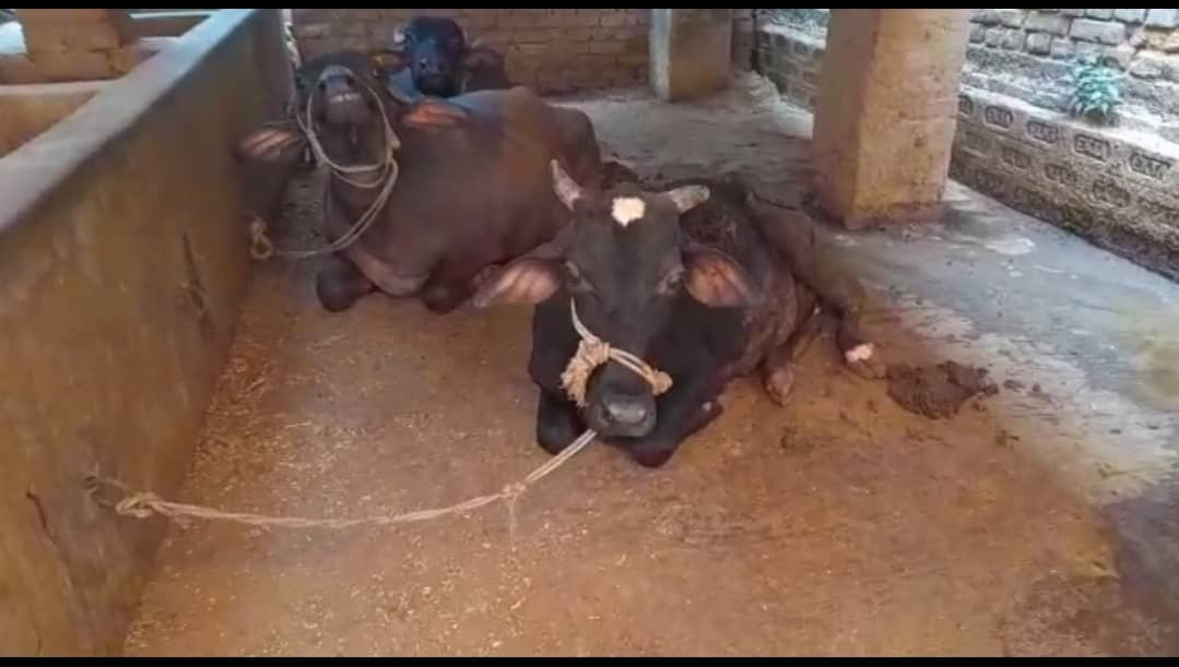 भूमि विवाद में पड़ोसी ने दीवार खड़ी कर रोका रास्ता, 20 दिनों से बंधक है 7 मवेशी