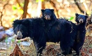 पश्चिम चंपारण के ग्रामीण भालुओं से दहशत में, जानिये शहद की जगह क्या ढूंढने घरों में घुस रहे भालू
