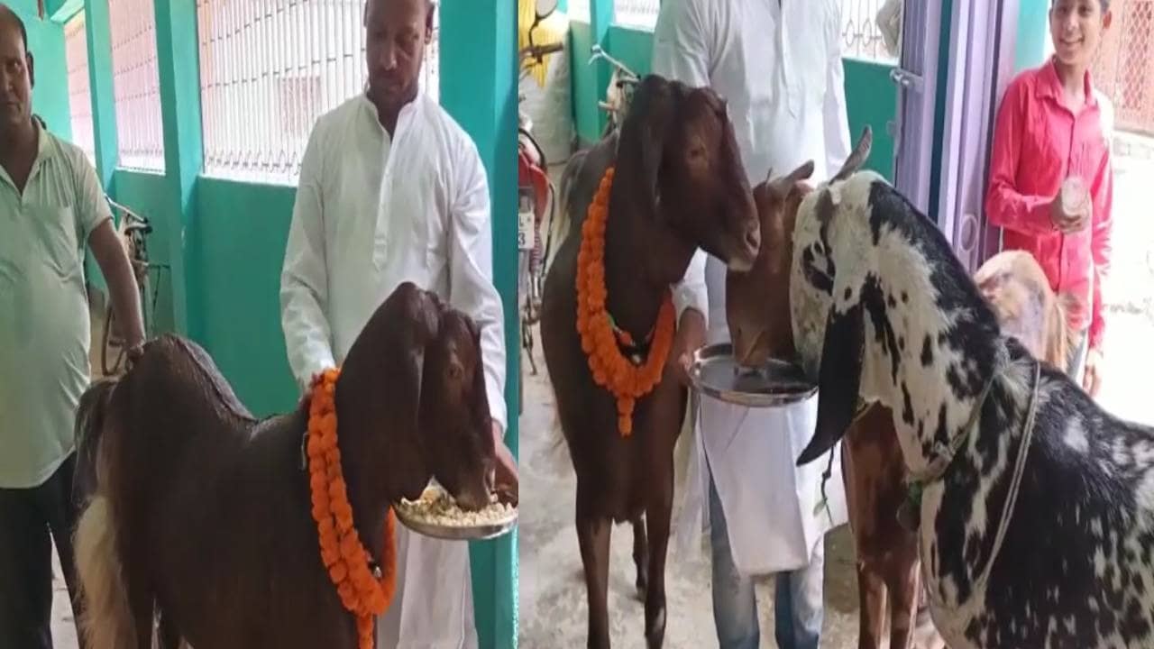 घास नहीं,  काजू, किशमिस और बदाम खाते हैं  तीन बकरे,  कीमत और वजन जानकर हैरान रह जाएंगे आप