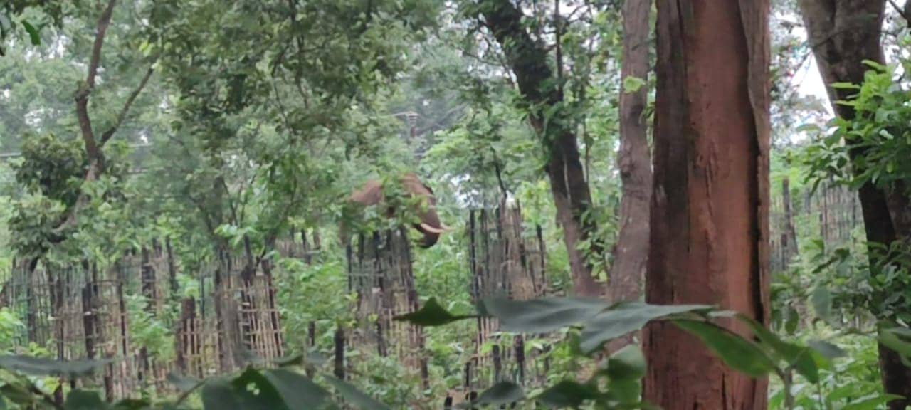 न्यूज कवर करने गए रिपोर्टर को हाथियों ने दौड़ाया, बाल-बाल बची जा'न