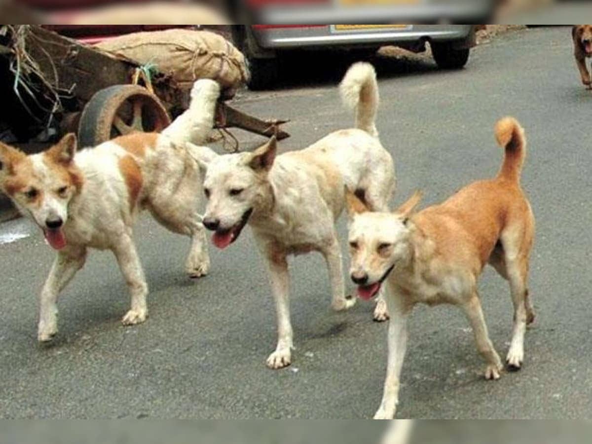 आवारा कुत्तों से परेशान हैं कोयलांचल के लोग, बंध्याकरण करने की उठने लगी मांग