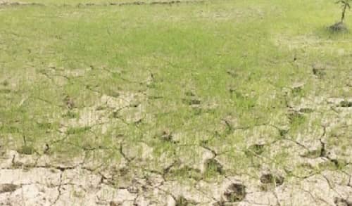 सूखा को लेकर सरकार जल्द करेगी घोषणा, जानिये कितने प्रखंड की है तैयारी