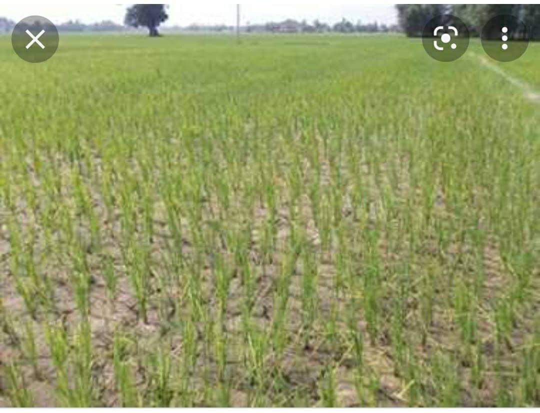 धनबाद के किसानों की भगवान से तो उम्मीद टूट ही गई,अब सरकार से भी हो रहे नाउम्मीद 