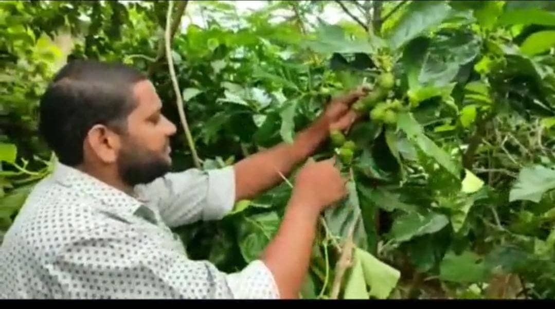 बोकारो का एक इंजीनियर कर रहा है दुर्लभ मेडिसिनल प्लांट की खेती,देखकर एग्रीकल्चर के कई महारथी सोचने पर मजबूर 