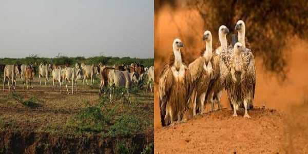 जोड़बीड़ में मृत गोवंशों का लगा अंबार, लाशों की संख्या इतनी ज्यादा कि गिद्ध भी पड़ रहे कम  