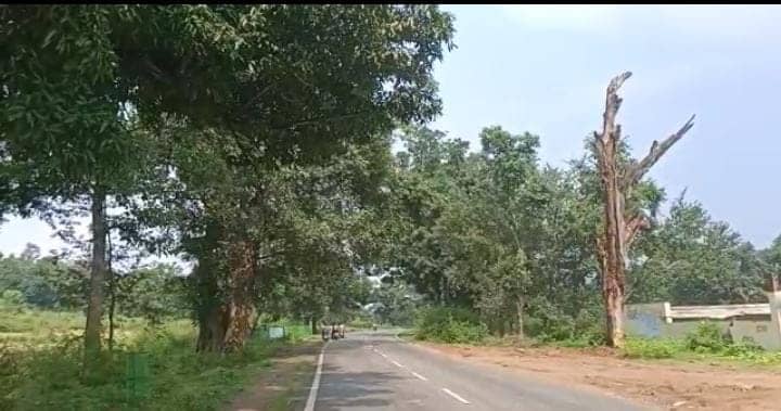 यहां सड़कों पर यमराज की तरह खड़े हैं पेड़, स्थानीय कर रहे काटने की गुहार