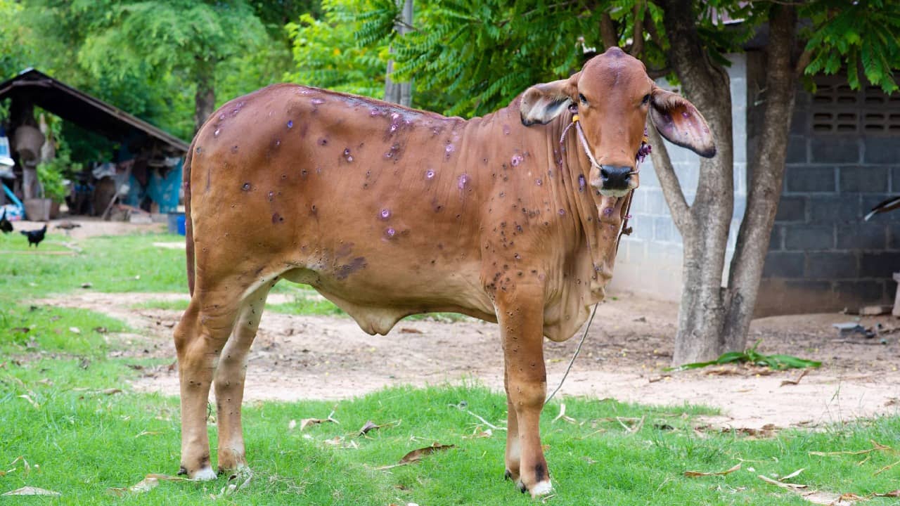पशुपालक हो जाएं सर्तक, झारखंड में भी लम्पी ने दी दस्तक, विस्तार में जनिए क्या है बीमारी और उसके उपचार