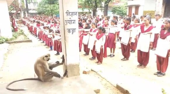 झारखंड में 7 दिनों से एक बंदर कर रहा पढ़ाई, रोज आता है स्कूल   