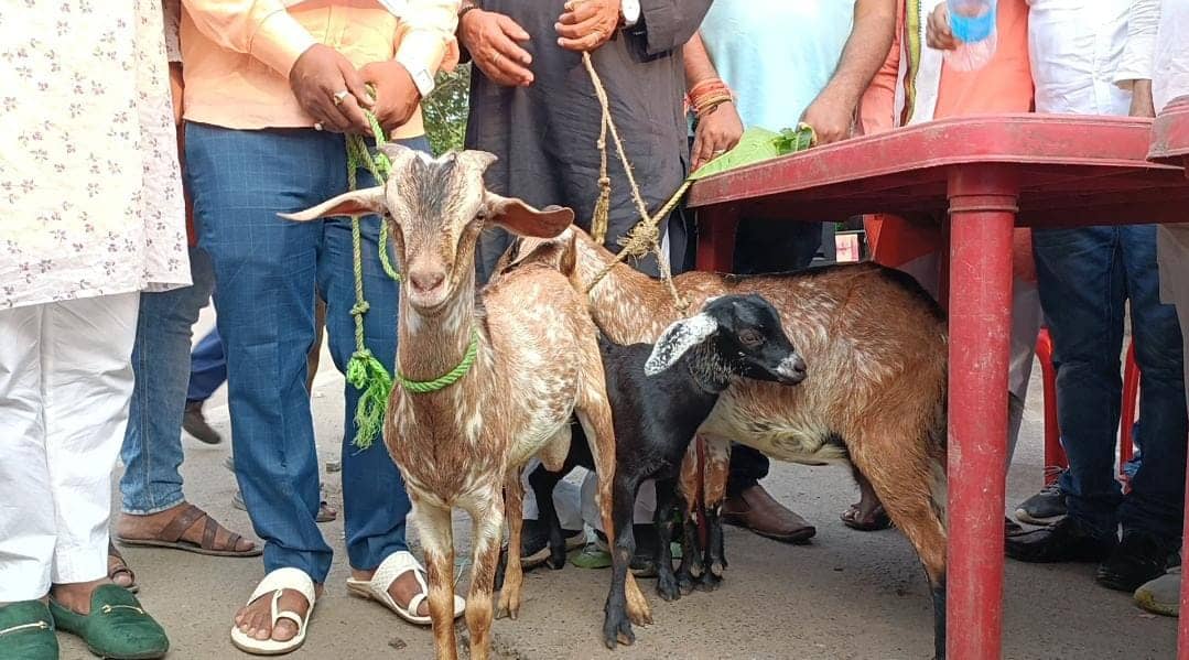 DHANBAD भाजपा ने नरेंद्र मोदी के कार्यो की प्रदर्शनी लगाई तो कांग्रेस ने चराई बकरी 