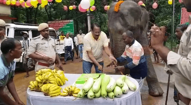 दलमा वाइल्डलाइफ सेंचुरी में मनाया गया हथिनी रजनी का 13वां जन्मदिन, काटा गया 14 पाउंड का केक