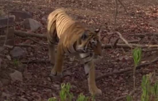 एक और दिन और एक और मौत, लगातार तीसरे दिन आदमखोर बाघ ने किया हमला, मां-बेटे की मौत  
