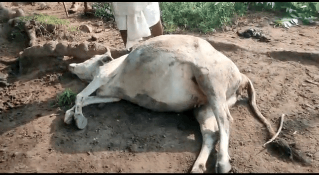 टंडवा वन क्षेत्र में हाथियों का आतंक,भय के साए में जी रहे ग्रामीण