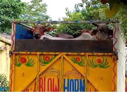 पश्चिम बंगाल: पुरुलिया में गौ-तस्करी के बड़े रैकेट का भंडाफोड़, 145 पशुओं के साथ 33 लोग गिरफ्तार   