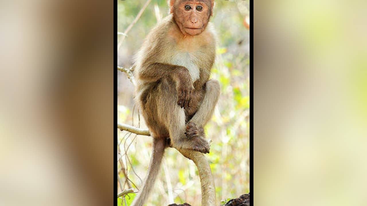 बंदर का भूत नहीं छोड़ रहा वन विभाग का पीछा ! जानिए क्या है मामला