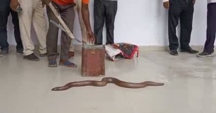 जहरीले सांप की हुई कोर्ट में पेशी, फिर जज ने सुनाया ये फैसला  