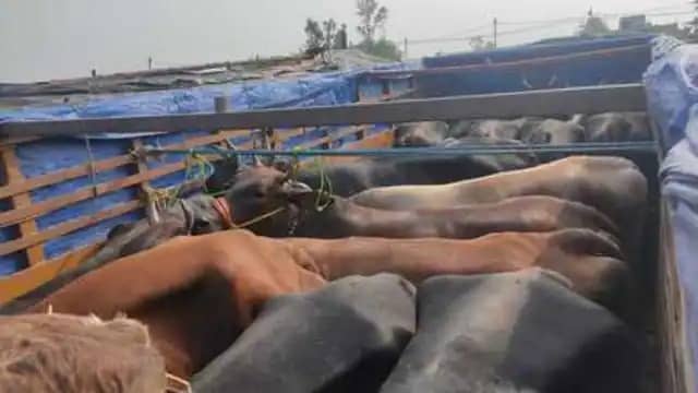 नेशनल हाईवे पर नहीं थम रही पशु तस्करी ,जानिए कहां और कैसे पकड़ाए 