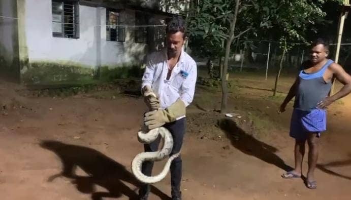 जमशेदपुर: एसएसपी के आवास से निकला 12 फीट का अजगर सांप, मचा हड़कंप    
