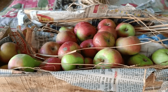 छठ व्रतियों को खरीदारी मूल्य में होगा फल उपलब्ध, जानिए फलों की सूची