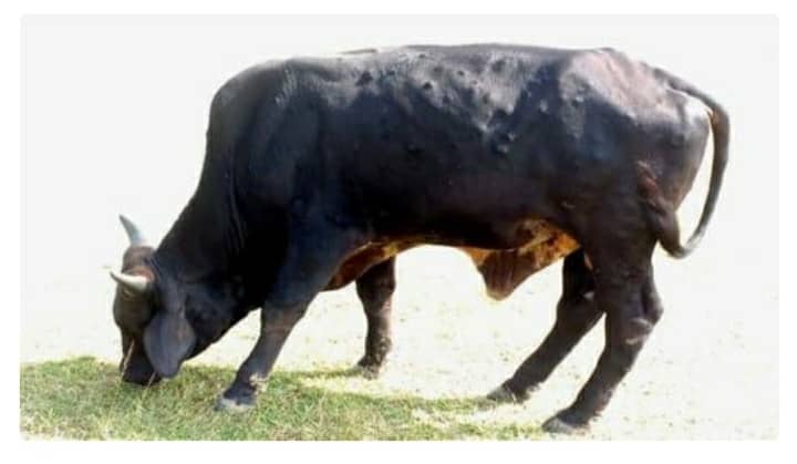 लंपी वायरस का बढ़ रहा प्रकोप, भुरकुंडा में एक मवेशी की मौत, किसान परेशान