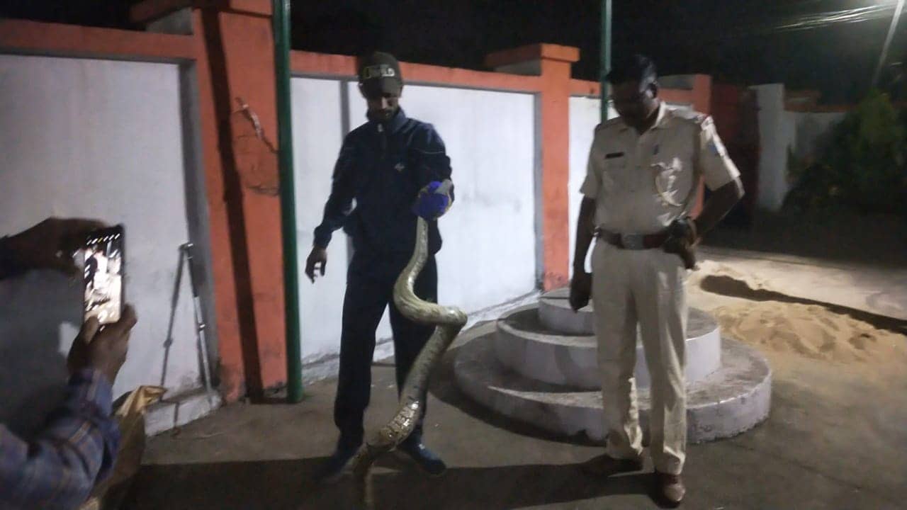 DHANBAD: ग्रामीणों ने पकड़ा विशालकाय अजगर, पुलिस की मदद से सुरक्षित पहुंचाया गया जंगल