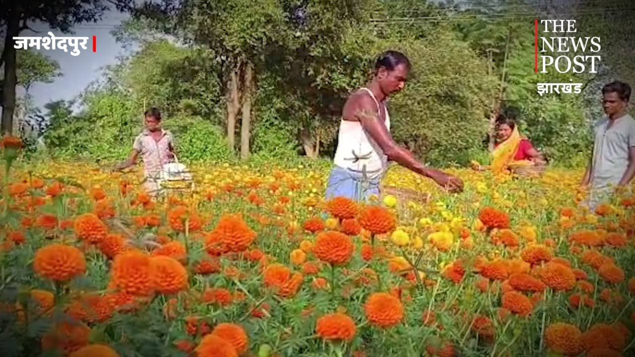 जमशेदपुर : गेंदा फूल की खेती से पोटका के किसान माला-माल !