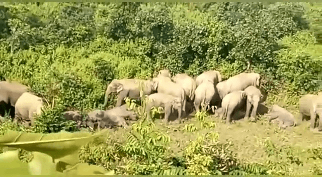 35 गजराजों ने पेटरबार जंगल में लिया शरण,पदाधिकारी के साथ साथ ग्रामीण कर रहे हैं रतजगा