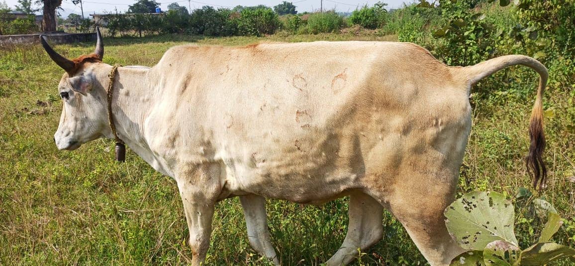 रामगढ़ : लंपी वायरस से चपरी गांव में दो गाय ग्रसित, किसानों में कोहराम