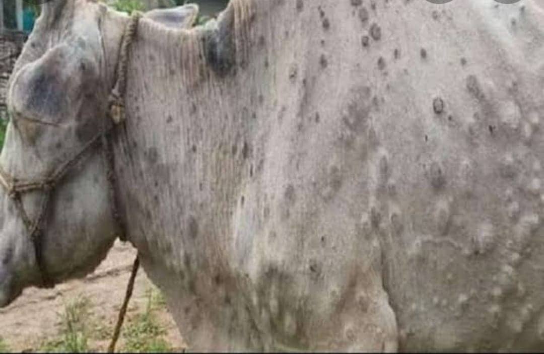 धनबाद में वायरस ने दी दस्तक,सरकार से मिले 37000 डोज,जानिए विभाग की क्या है तैयारी