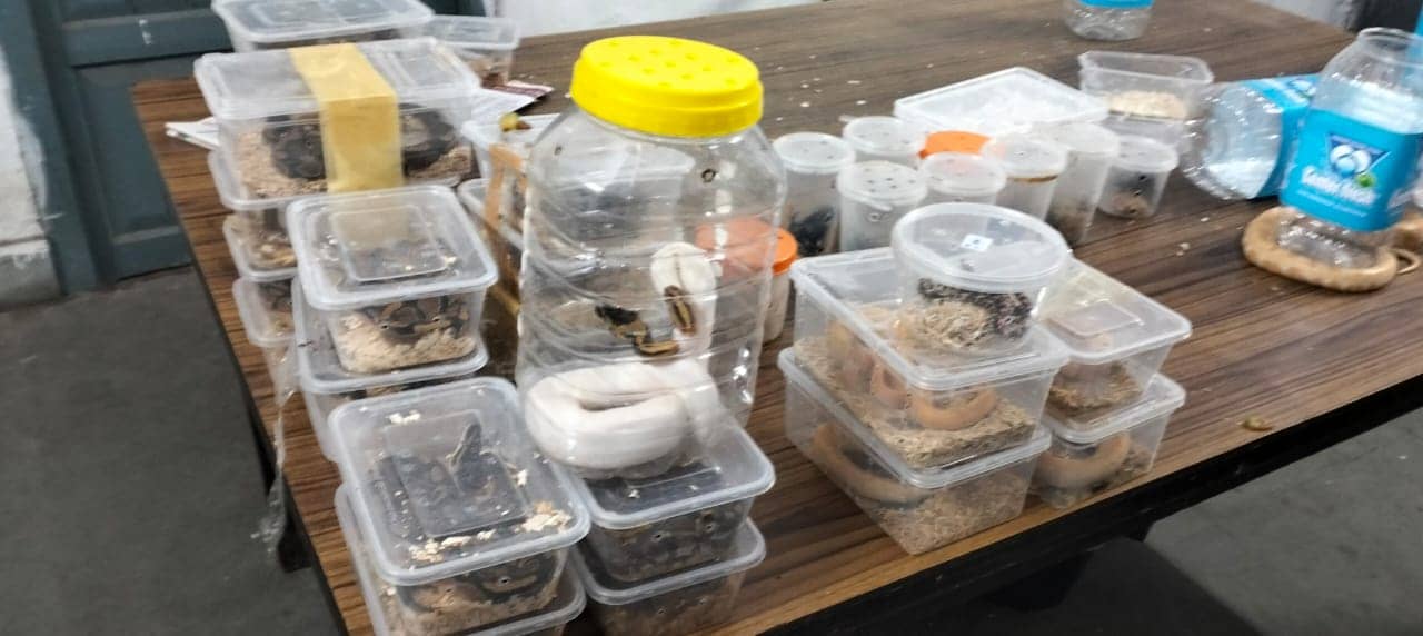 करोड़ों के विदेशी सांप के साथ महिला तस्कर गिरफ्तार, नागालैंड से सफर कर पहुंची थी टाटा 