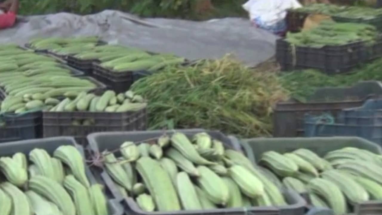 गोड्डा जिले के घनश्यामपुर गांव के लोग सब्जी उगाकर बन रहे है आत्मनिर्भर.....