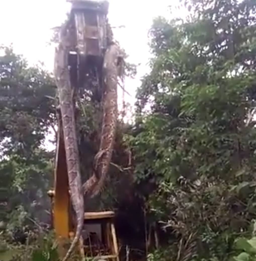 अरे बाप रे बाप..! 100 किलो का अजगर.. अजगर के लिए आया जेसीबी