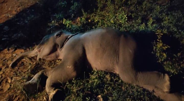 चाईबासा : तालाब में डूबने से डेढ़ माह के शिशु  हाथी की मौत,  हाथियों की  झुंड ने बचाने का किया था प्रयास