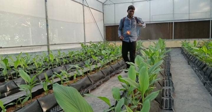 लोहरदगा का उद्यान विभाग अब बन गया है हाईटेक, कम समय में हो रहा ज्यादा से ज्यादा हल्दी का उत्पादन 