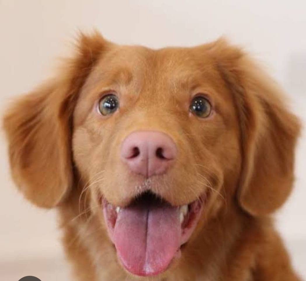 अब सफर में अपने डॉग को ले जाना हुआ मुश्किल, जानिए अब एसी कूप में कैसे जायेंगे आपके टॉमी