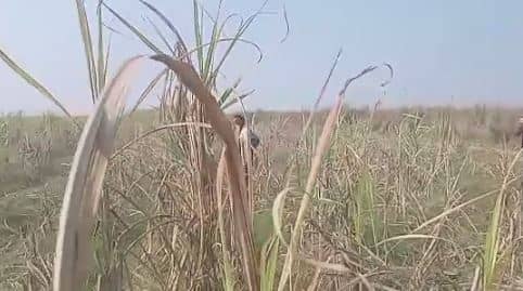 बिहार : VTR से निकलकर तेंदुआ पहुंचा रिहायशी क्षेत्र, लोगों में भय का माहौल