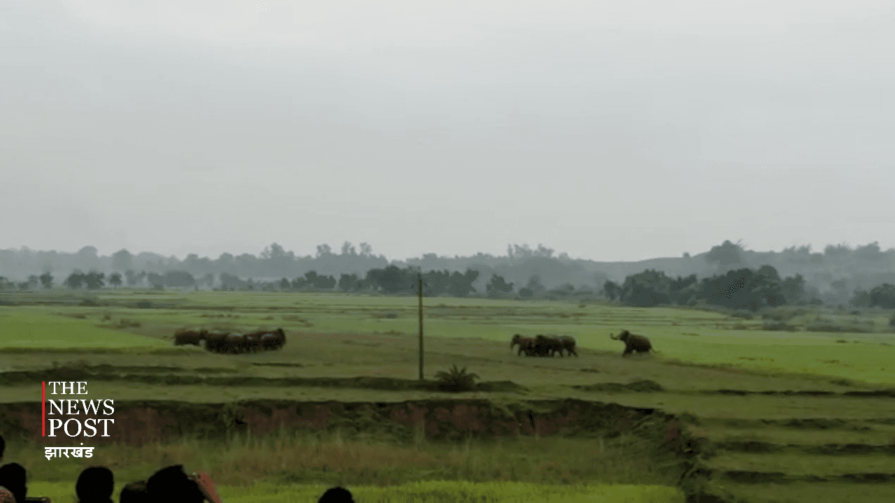 17 जंगली हाथी महीने भर से रौंद रहे खेत, दहशत में ग्रामीण