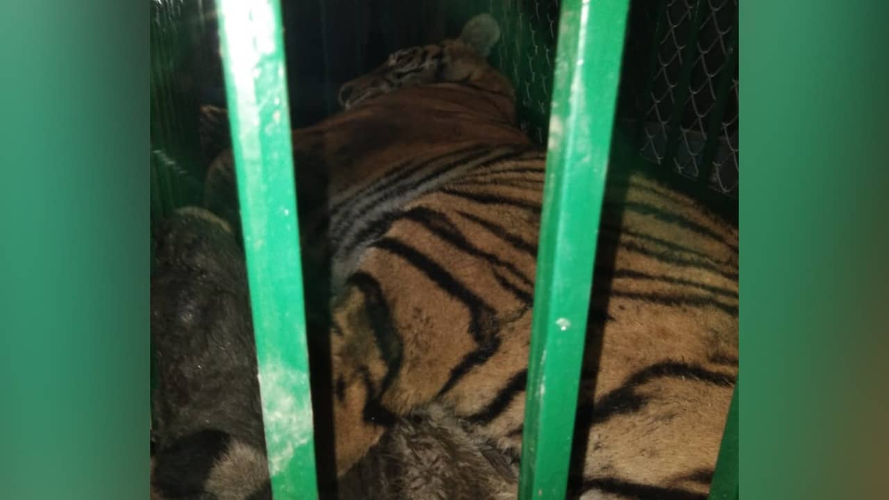 जब गुवाहाटी के उमानंद मंदिर में पहुंचा रॉयल बंगाल टाइगर, फिर हुआ कुछ ऐसा....