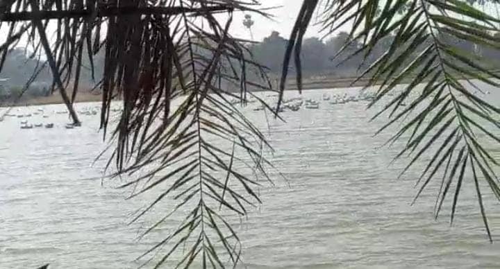 सर्दी के मौसम में एशिया ही नहीं बल्कि यूरोप,अमेरिका,न्यूज़ीलैंड, अफ्रीका जैसे देशों से भी यहां आते हैं पक्षी, वन विभाग कर रहा है संरक्षण