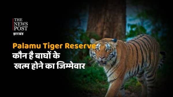Forest Exposed : 50 से अधिक बाघों वाले पलामू टाइगर रिज़र्व से कहां चले गए बाघ? जानिए कागजी बाघों का हाल 