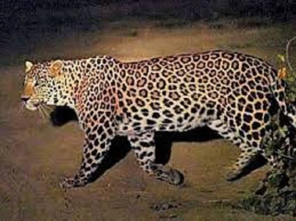 गढ़वा : विभाग ने तेंदुआ को किया आदमखोर घोषित, हैदराबाद से बुलाया जायेगा शूटर, तीन बच्चों की ले चुका है जान