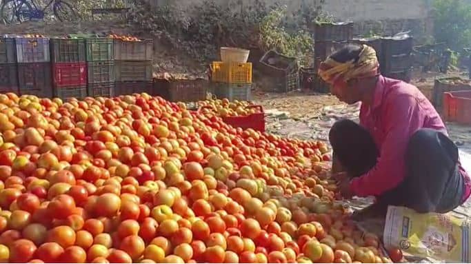 जमशेदपुर: टमाटर की खेती कर पछता रहें किसान, औने-पौने दामों पर बेचने को हुए मजबूर